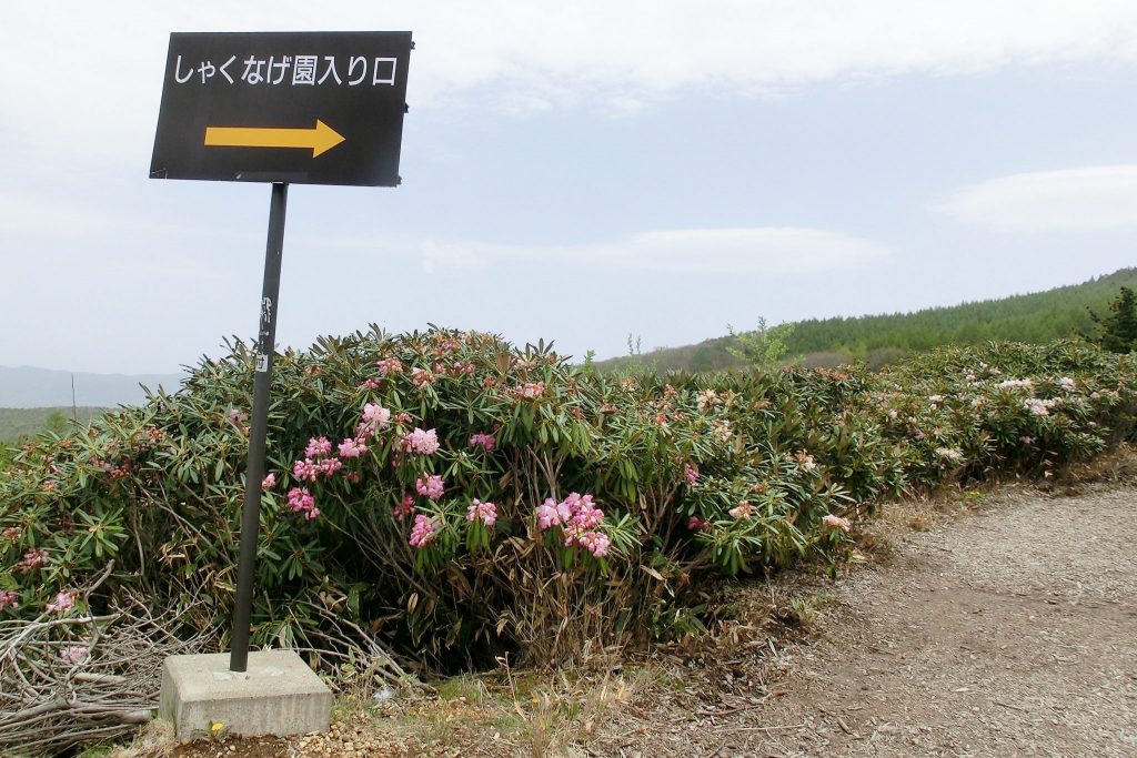 嬬恋・浅間高原シャクナゲ園