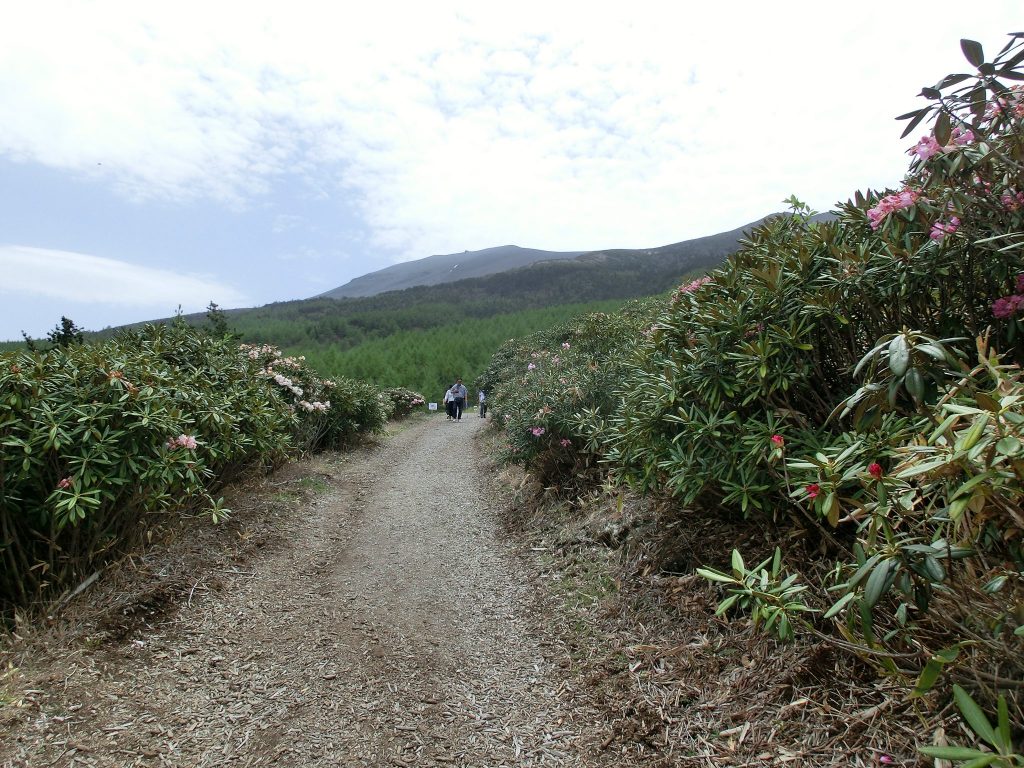 嬬恋村浅間高原のシャクナゲ園の舗道