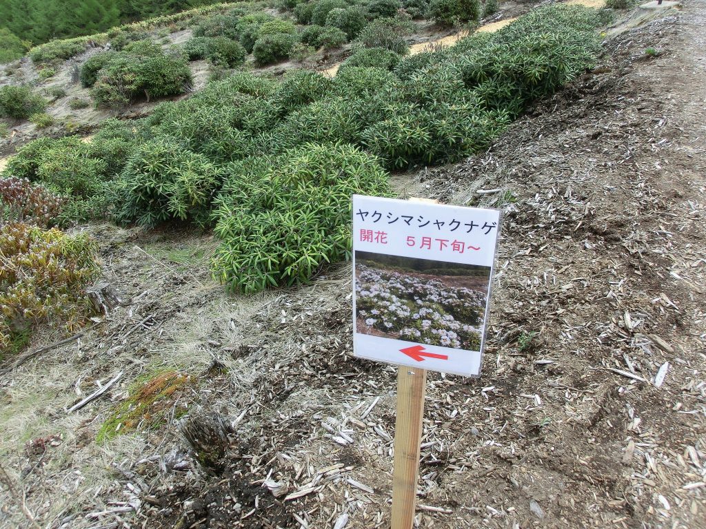 嬬恋・浅間高原シャクナゲ園の屋久島石楠花