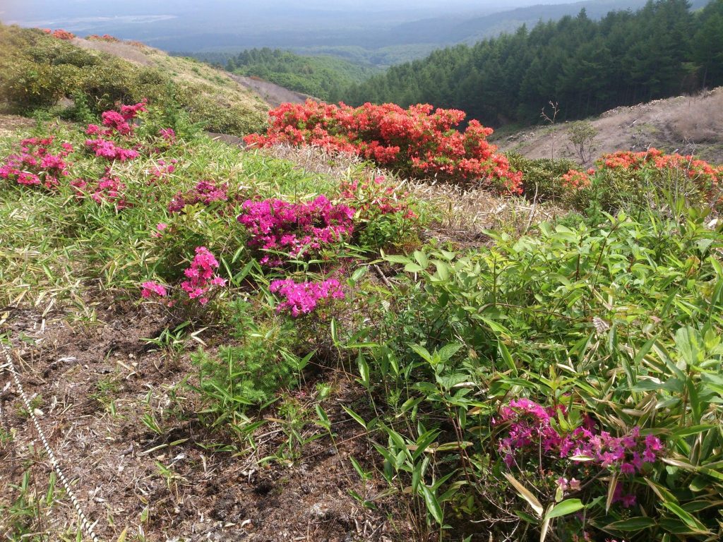 浅間高原のシャクナゲ園では5月にレンゲツツジが咲くのは珍しい