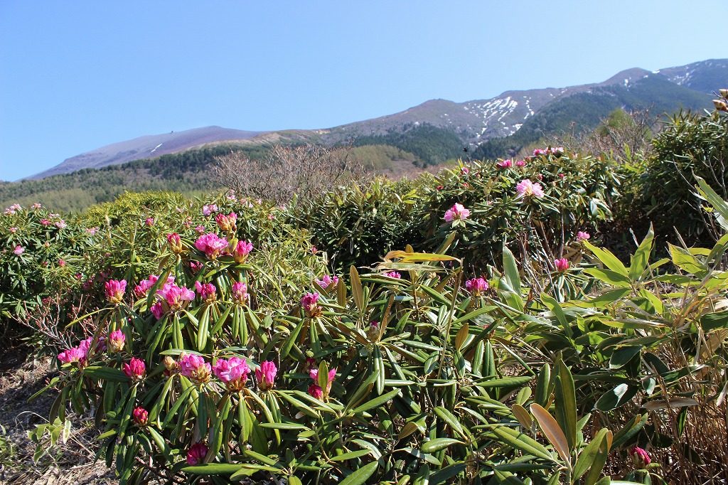 浅間山とシャクナゲ