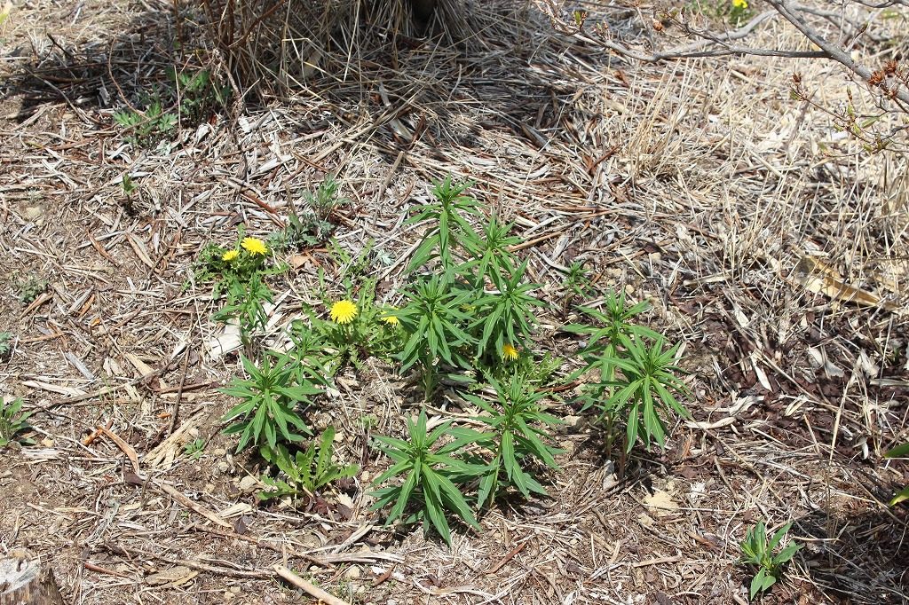 浅間高原シャクナゲ園の夏に向けて咲く花