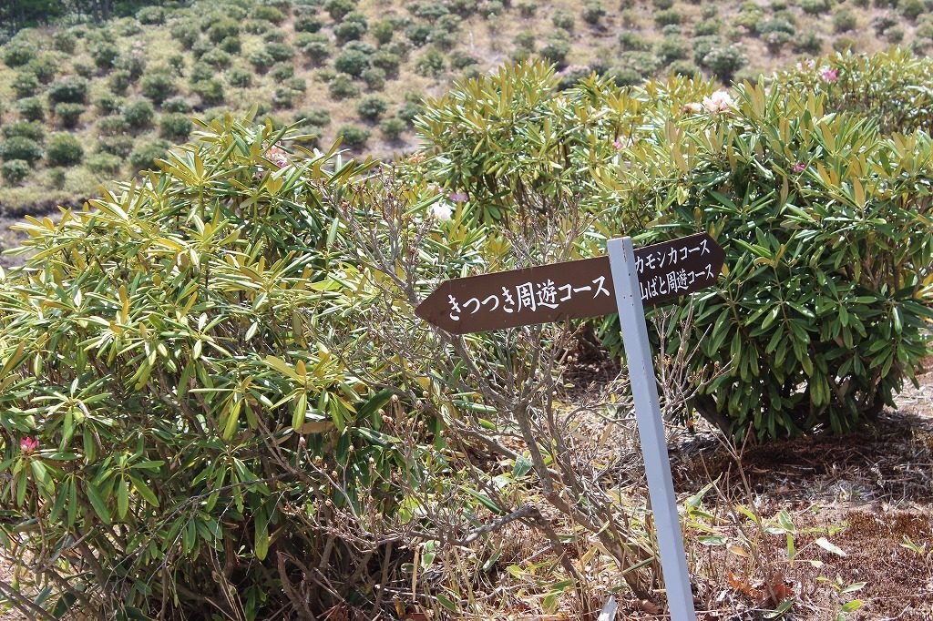 嬬恋・浅間高原シャクナゲ園のキツツキコース