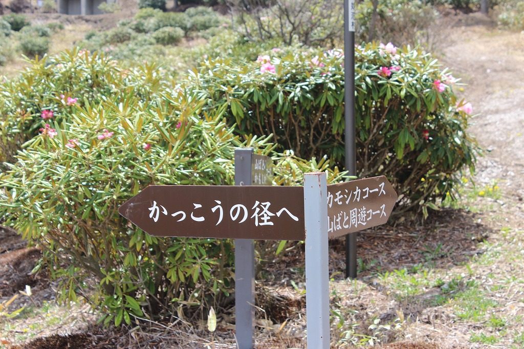 浅間高原のシャクナゲ園園内かっこうの径