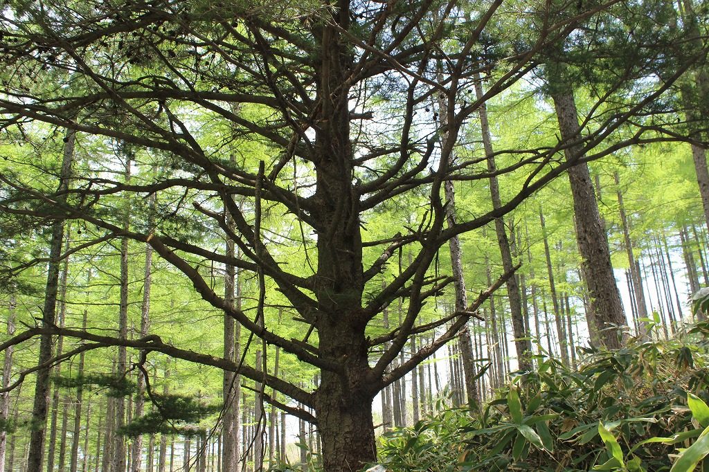 嬬恋村浅間高原シャクナゲ園の五葉松