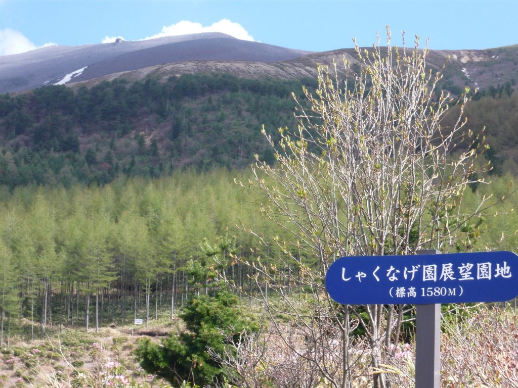 嬬恋村浅間高原シャクナゲ園