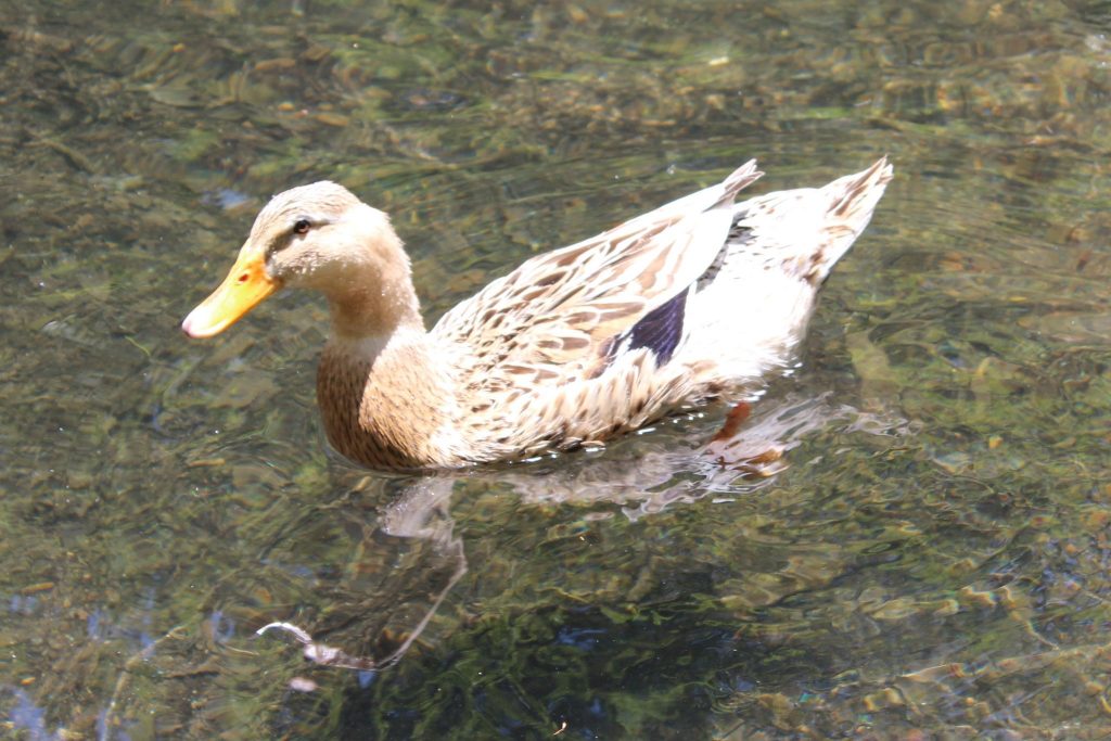 軽井沢おもちゃ王国の動物広場のカモ