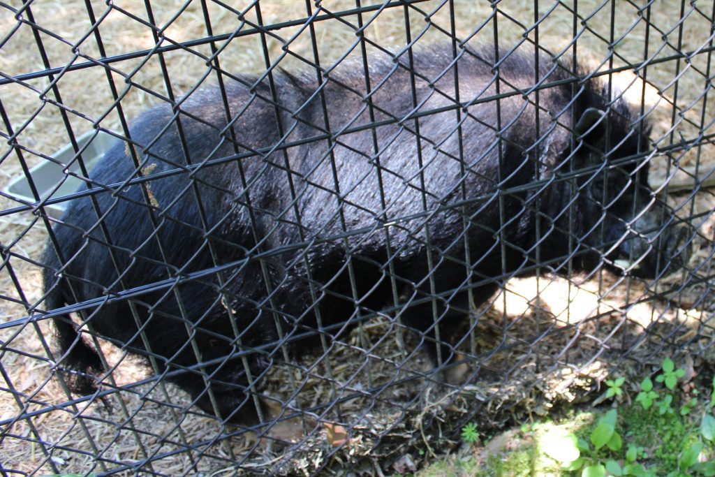 軽井沢おもちゃ王国のアスレチックエリア「どうぶつ広場」黒豚