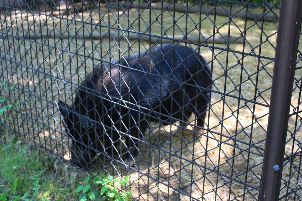 軽井沢おもちゃ王国のアスレチックエリア「どうぶつ広場」黒豚