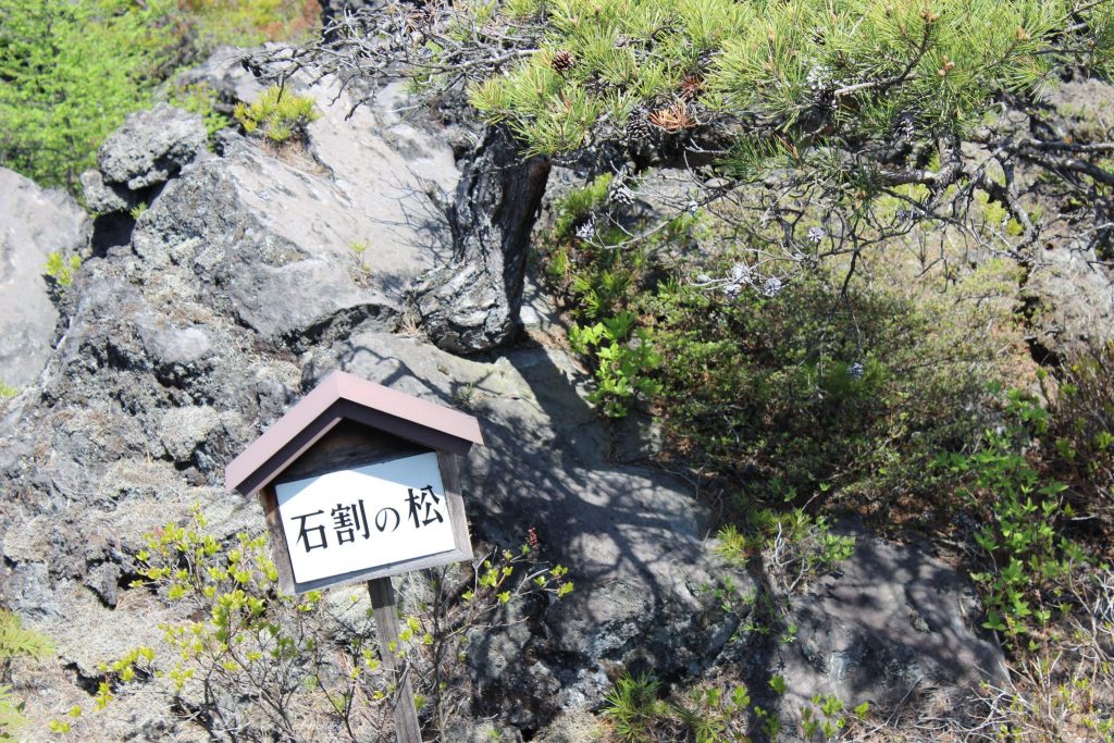 鬼押し出し園　石割の松