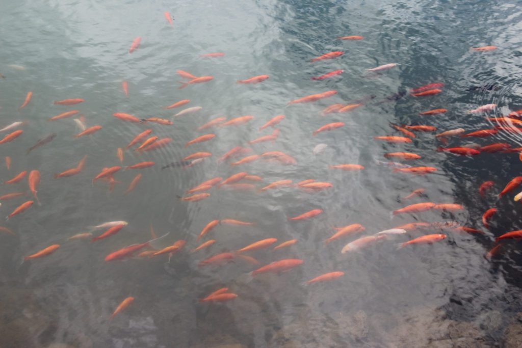 浅間ハイランドパークの池には金魚がたくさんいて、餌をあげたり釣り（夏季限定）を楽しむこともできます。